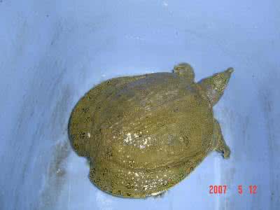 钓甲鱼的诱饵 钓甲鱼的神饵