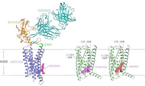 糖尿病期刊 Nature子刊发表推动糖尿病研究的重要突破