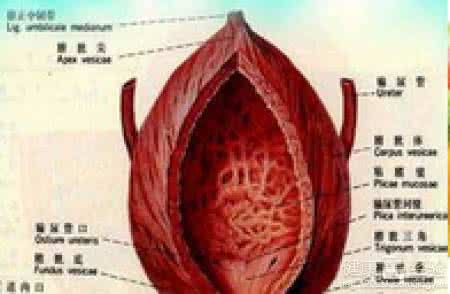 女性膀胱炎症状有哪些 女性膀胱炎有什么症状 膀胱炎的表现有哪些