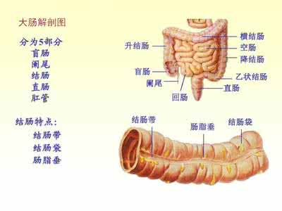人体器官分布图男 震惊 人体不同器官致癌原因大揭秘