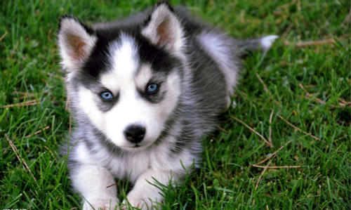 性格极端暴力的哈士奇 哈士奇性格特征