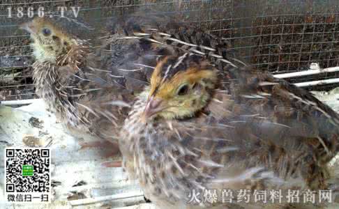 鹌鹑雌雄 鹌鹑雌雄 如何区别鹌鹑雌雄