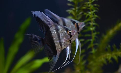 棒针模式 棒针模式----“神仙鱼”