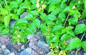 断肠草治癌症 断肠草治癌症 听说过断肠草治癌症吗