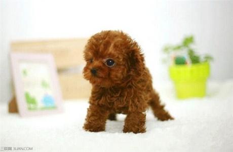 茶杯型贵宾犬 茶杯型贵宾犬的优缺点