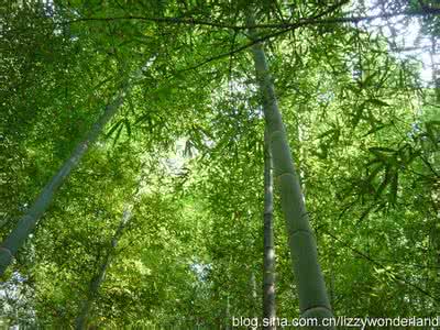 莫听竹林打叶声 听竹林电子琴声让你心情特别好