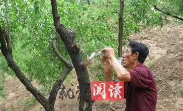 枣树嫁接视频 枣树嫁接视频 枣树嫁接技巧介绍