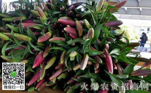 盆栽百合花种植方法 百合花种植 盆栽百合花后的管理方法