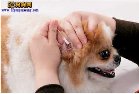 宠物店买的狗狗靠谱吗 宠物狗狗的四季护理