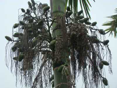 归有光 枇杷树 砍掉 屋外有这种树一定要砍掉是大凶兆