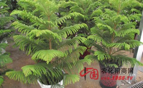 南洋杉的养殖方法 南洋杉的养殖方法 南洋杉养殖注意事项