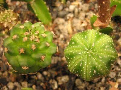 多肉植物灯泡 多肉灯泡 多肉植物用什么土