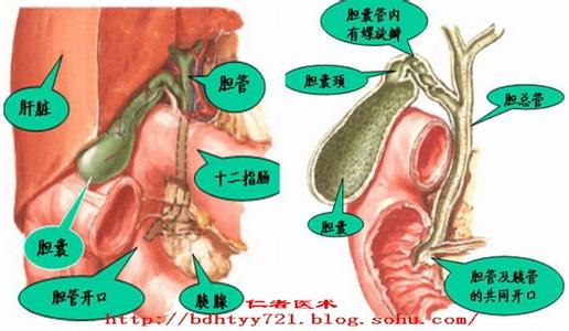 胆囊切除对身体的影响 来问 · 切胆囊对身体影响大吗？切了胆囊是不是人就不能分泌胆汁了？