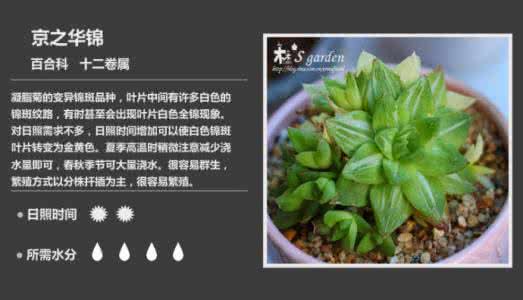 常见多肉植物图鉴 150种常见多肉植物图鉴 — 上