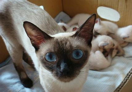 宠物狗心脏病喘的厉害 慎防宠物猫猫患高危心脏病