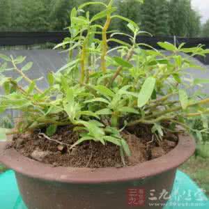 鞍子嘴药草什么功效 长在灌丛中不起眼的药草,补气养生的功效却和人参对等!
