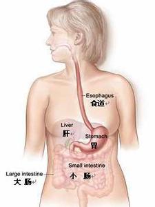 胃在身上的哪个部位 胃在哪个位置 胃在人体的什么部位