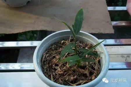 花盆种生姜 花盆种生姜 别再吃“毒生姜”了，你家花盆就能种出来