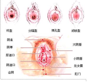 女性身体器官分布图片 女性身体揭秘 处女膜的意思