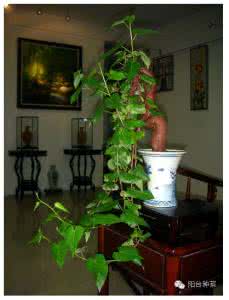 怎样催红薯发芽做盆栽 红薯做成的盆栽可以这么美,大家都可以动手试试哦……