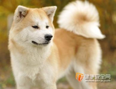 养秋田犬注意事项 秋田犬好养吗 秋田犬好养吗 秋田犬的饮食注意事项