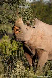 原始点基金会网站 基金会案例：原始点的动物应用，宠物犬不良于行案例