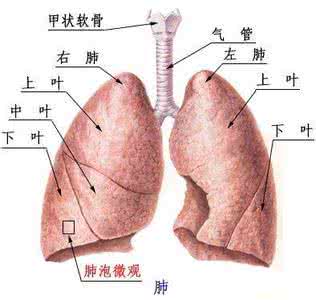 肺炎衣原体感染 肺炎衣原体感染 冠心病与肺炎衣原体感染有关