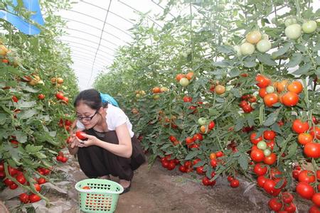 西红柿什么时候播种 广州什么时候种西红柿？