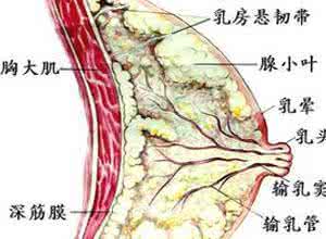 乳腺炎肿块怎么治 乳腺炎肿块怎么治 乳房肿块表明哪种乳腺疾病