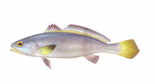 黑鳘鱼 敏鱼 鳘鱼