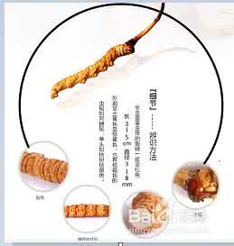 智灵冬虫夏草 为什么说冬虫夏草是“至灵上品“？