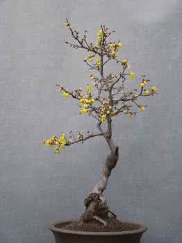 桃梅盆景的养护方法 （腊）梅盆景的养护方法
