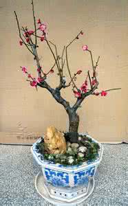 梅花盆景养护 梅花盆景-养护管理