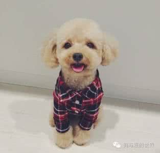 泰迪喜欢咬人 小泰迪喜欢咬人 就是喜欢小泰迪！不服你打我呀！