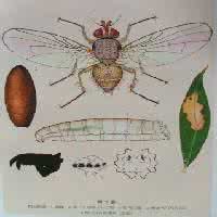 枸杞实蝇 药用植物害虫枸杞实蝇