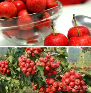 红果和山楂的区别 红果 山楂 古诗词 中国古诗词【山楂】