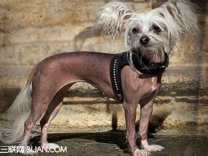 中国冠毛犬 怎样正确奖励冠毛犬
