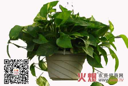 黄金葛和绿萝的区别 黄金葛 黄金葛与绿萝的区别