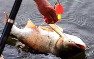 手竿钓鲢鳙视频 【新提醒】邪恶的手竿钓鳙术