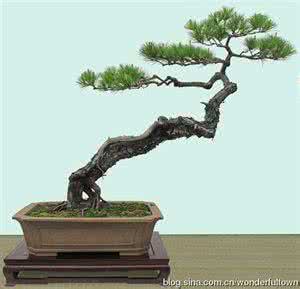 松柏盆景 松柏盆景(秀)