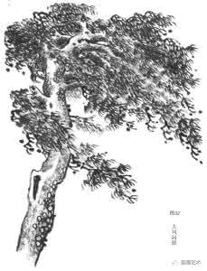 中国画松树画法和运用 图文教程：松树的画法详解（1）