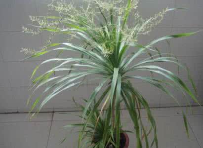 龙雪树什么时候开花 龙血树什么时候开花