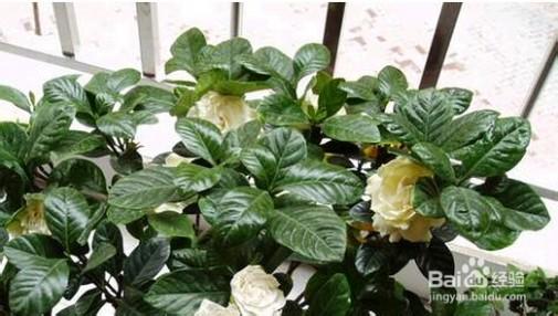 栀子花黄叶怎么回事 栀子花黄叶 栀子花黄叶怎么回事-怎么处理?