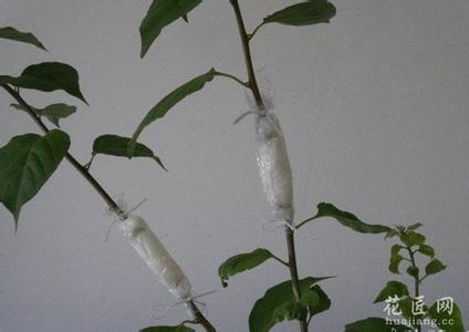山茶花怎么繁殖 山茶花怎么繁殖(图)