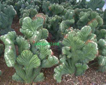 食用仙人掌果 食用仙人掌的功效 仙人掌果的作用和功效分析 食用它有何营养