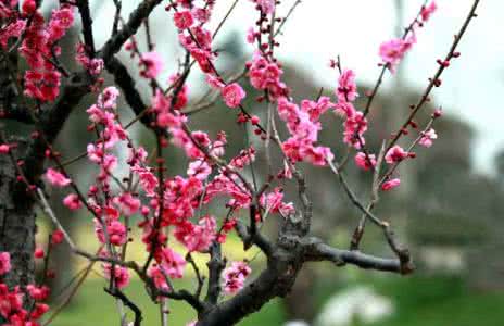 梅花什么时候开花季节 梅花什么时候开