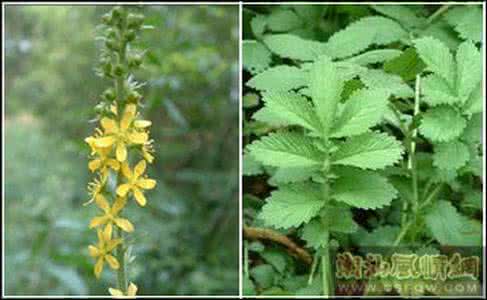 龙芽草 龙芽草汁