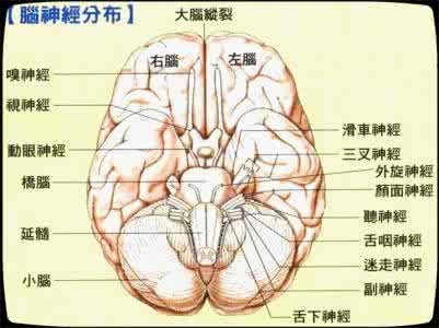 人体神经系统分布图 人体“九大”系统之五——神经系统（中枢神经部分）