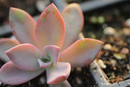 多肉植物养护知识 图解:100种多肉植物对照图┃养护知识