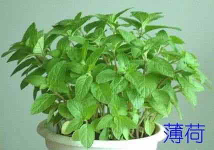 窒内植物 适宜放在室内的植物